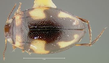 Media type: image;   Entomology 23887 Aspect: habitus dorsal view